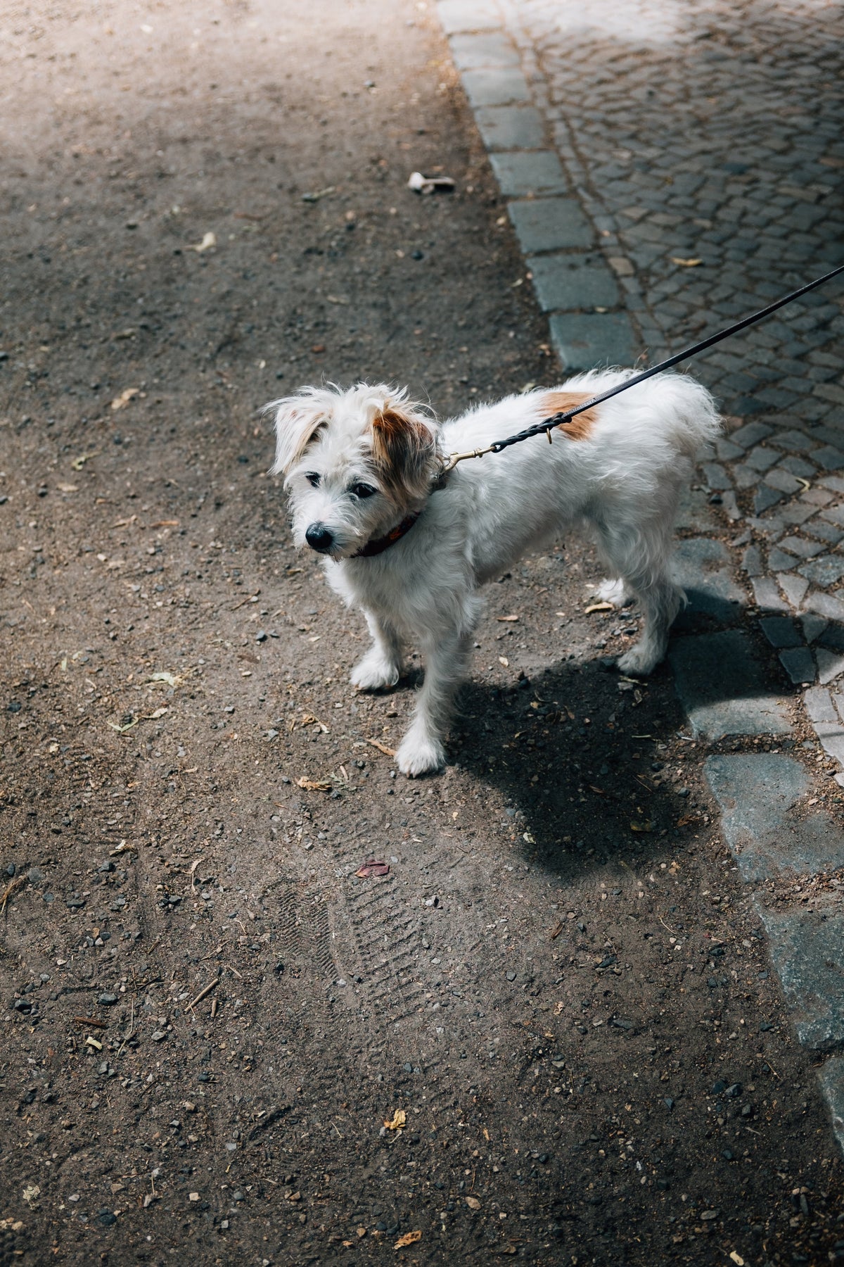 Pet Products